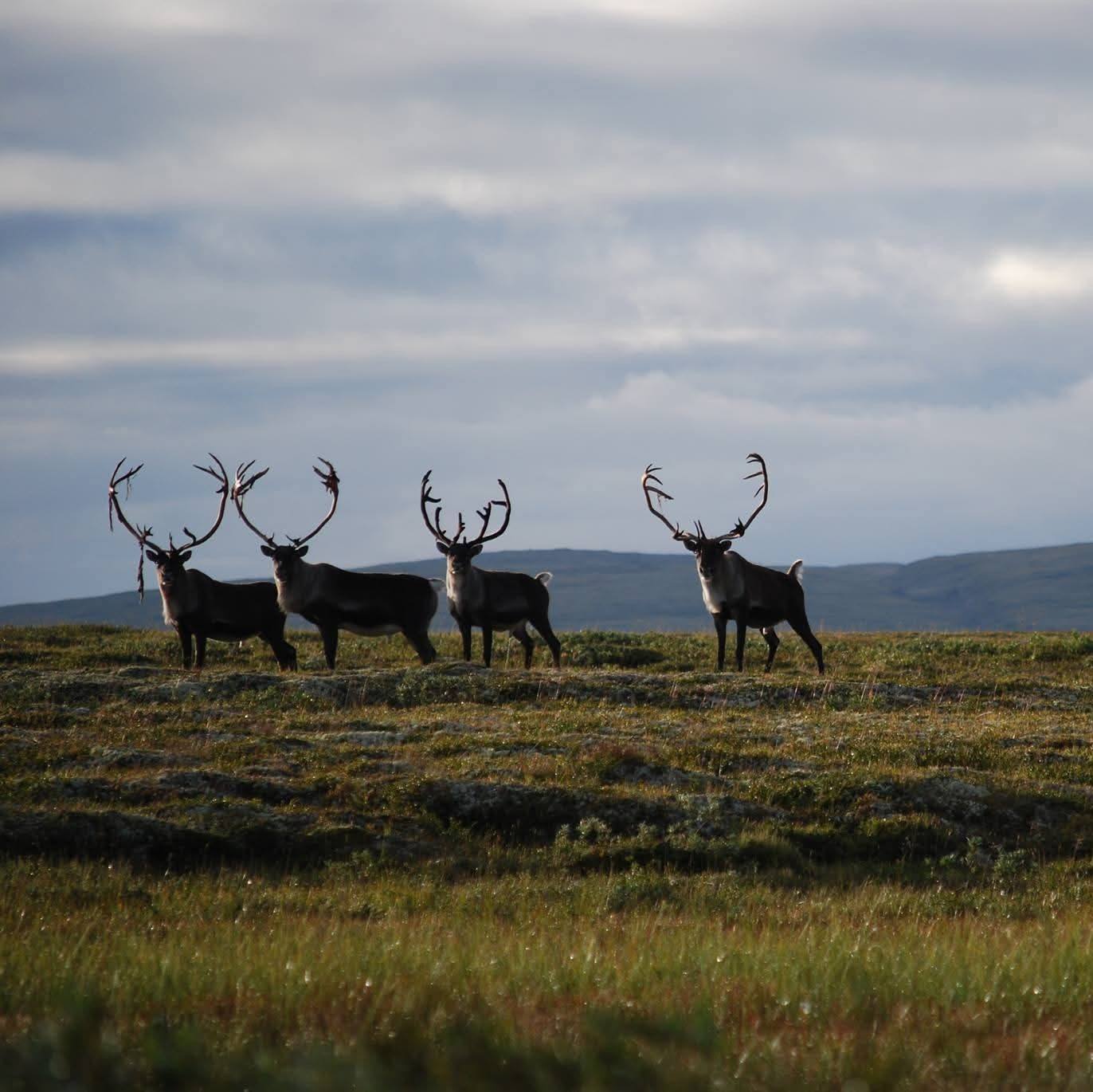 Forollhogna nasjonalpark og landskapsvernområder - Svartkurle Foto ...