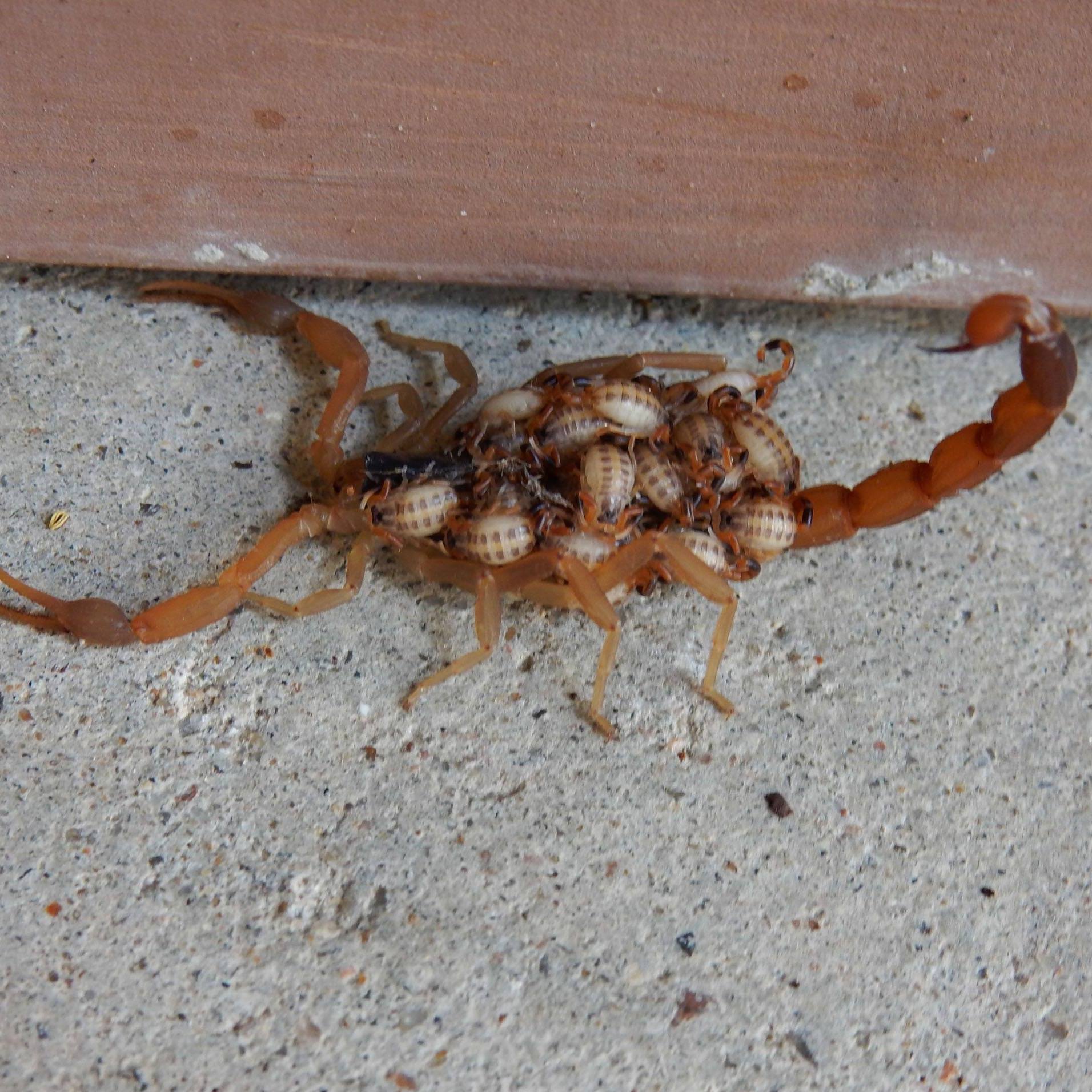 Pest control | Arlington TX