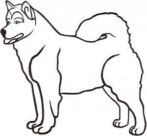 Alaskan Malamute Information Ireland‎