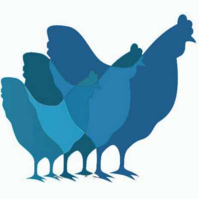 Poultry Medicine | Why Vectormune® HVT NDV + Rispens Is Used at Day-Old ...