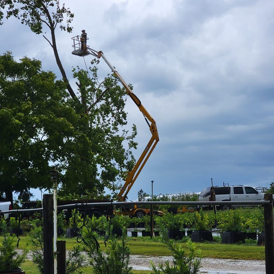 Arbor One Tree Specialist | Clermont FL