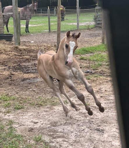Horse Color Genetics for Dummies | What color is my weanling going to ...