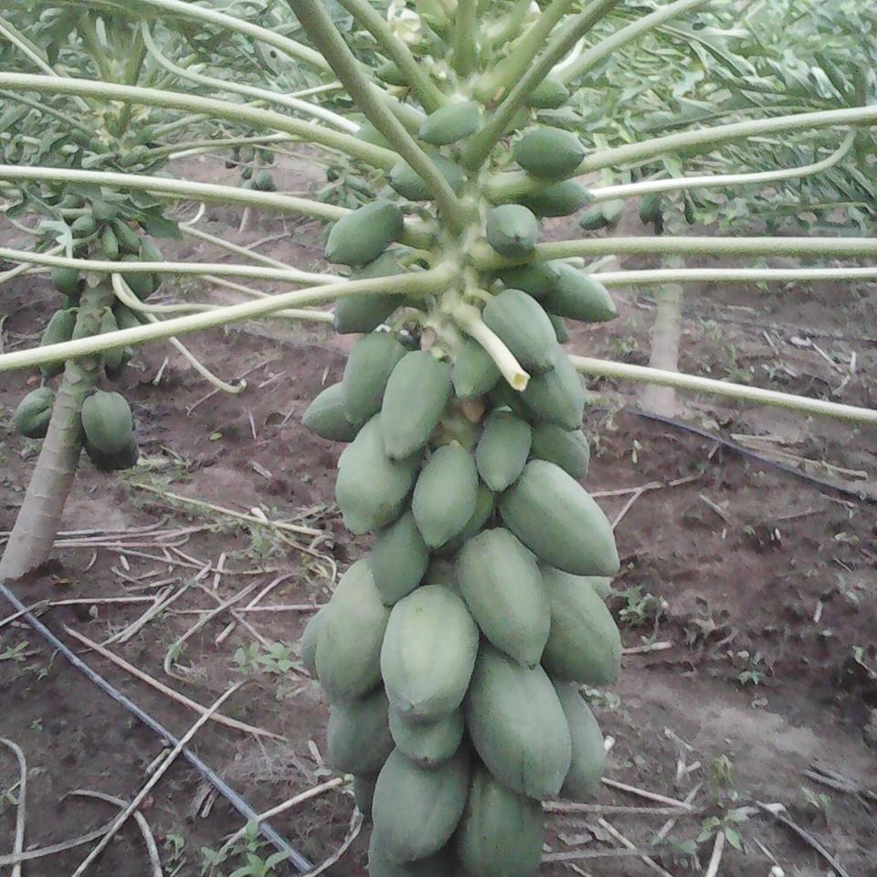 MASEC MUNDO AGROPECUARIO DE SERVICIOS EMPRESARIALES DE CHIAPAS