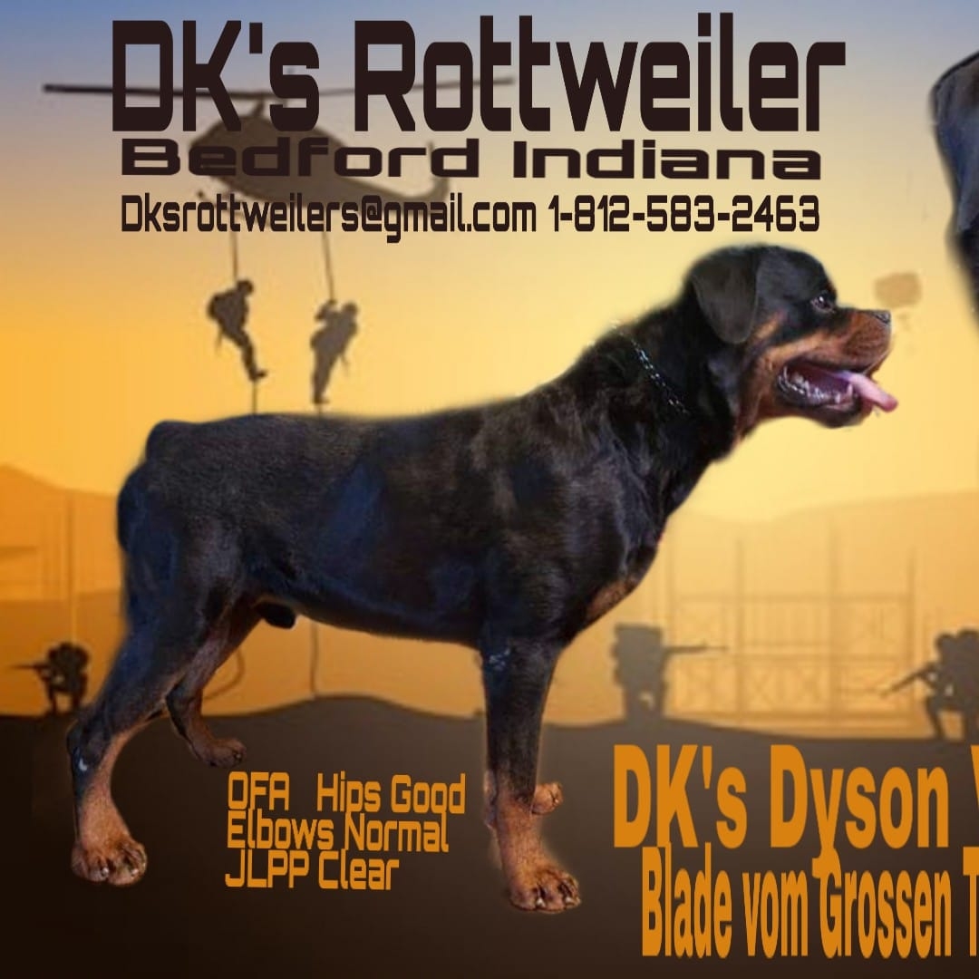 DK's Rottweilers