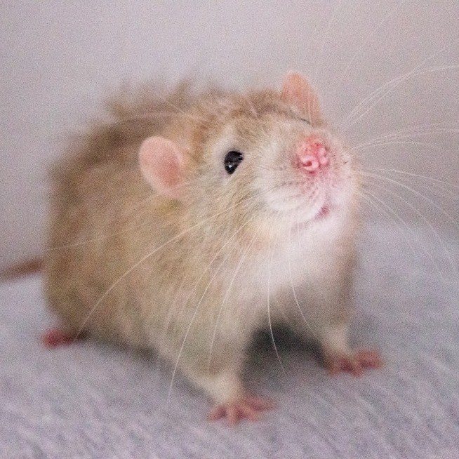White Rose Rattery