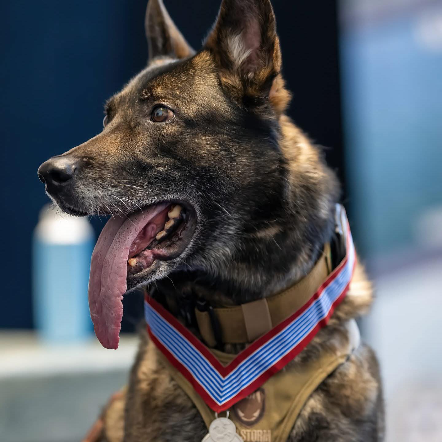 K9 Flexx and Retired/Police K9 Mr. Warner.