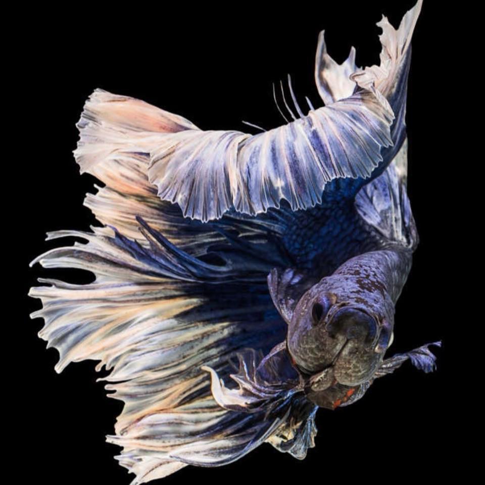 HP betta fish | Johor Bahru