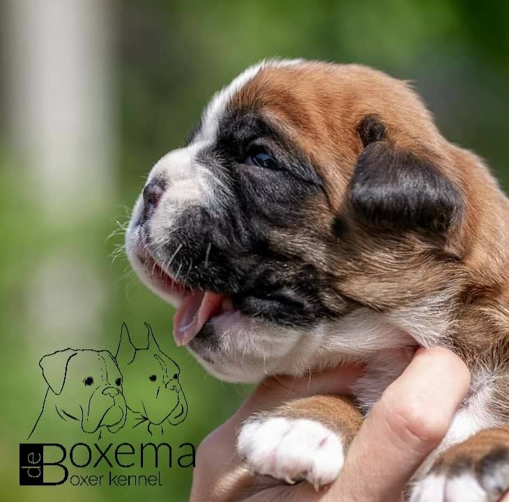 De Boxema Boxer Kennel | Deva