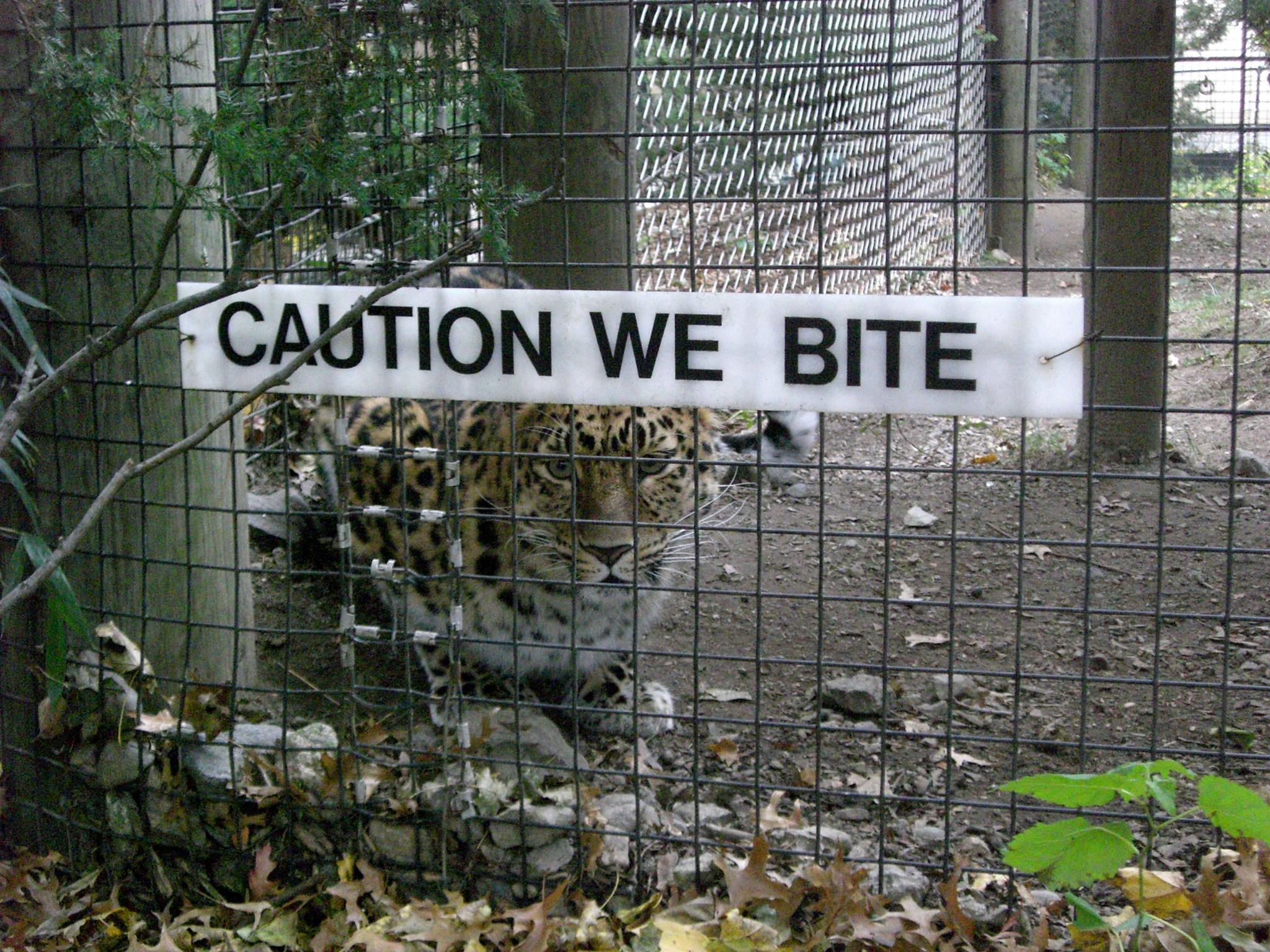 Zoo Random