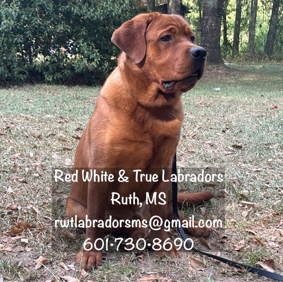 Red White & True Labradors | Ruth MS