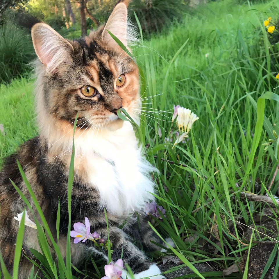 Jakobi Maine Coons | Perth WA
