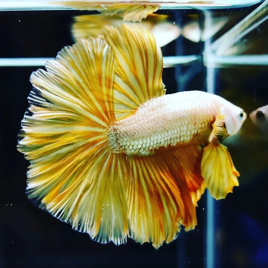 Betta Fish Hyd