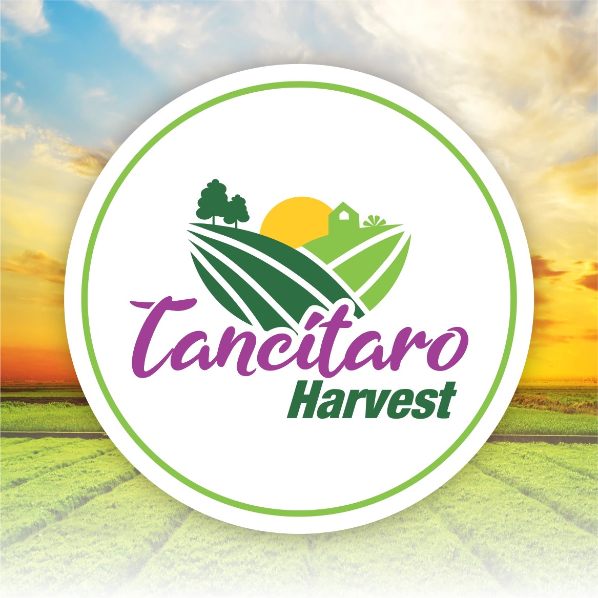 Tancítaro Harvest | Tancítaro