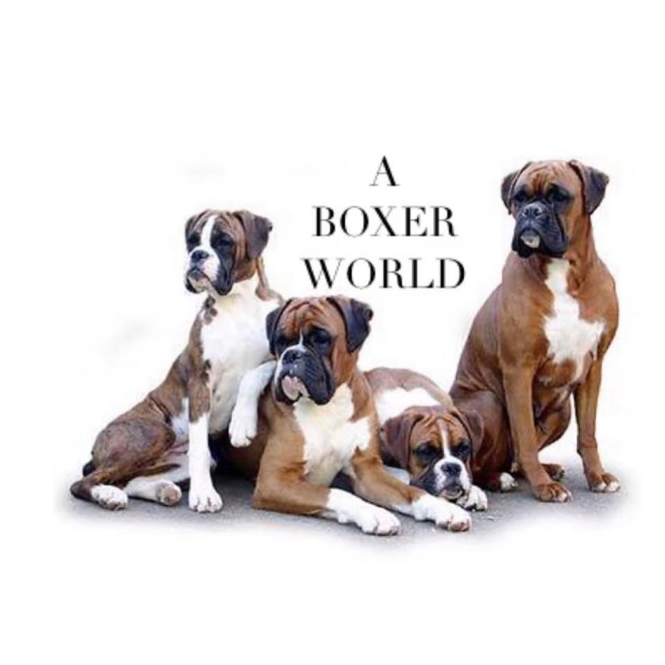 A Boxer World | Bartlett IL