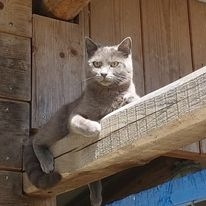 Profilo per Ambulatorio Veterinario Dott.ssa Clara Barbiero