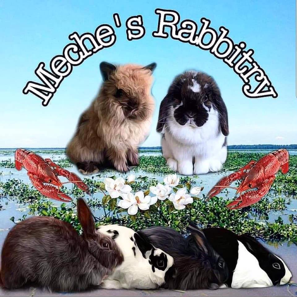 Spirit of the Mountain Rabbits | Saint Johns AZ