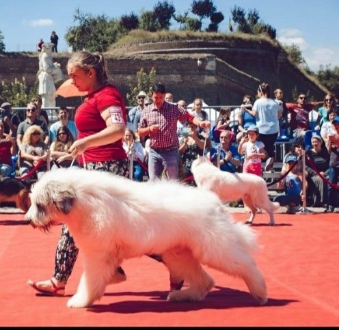 Expozitii CAINI SI Canise.