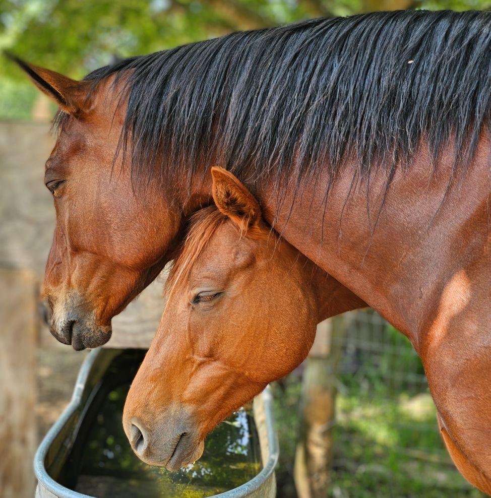 HawkRidge Farm LLC | Cleveland SC
