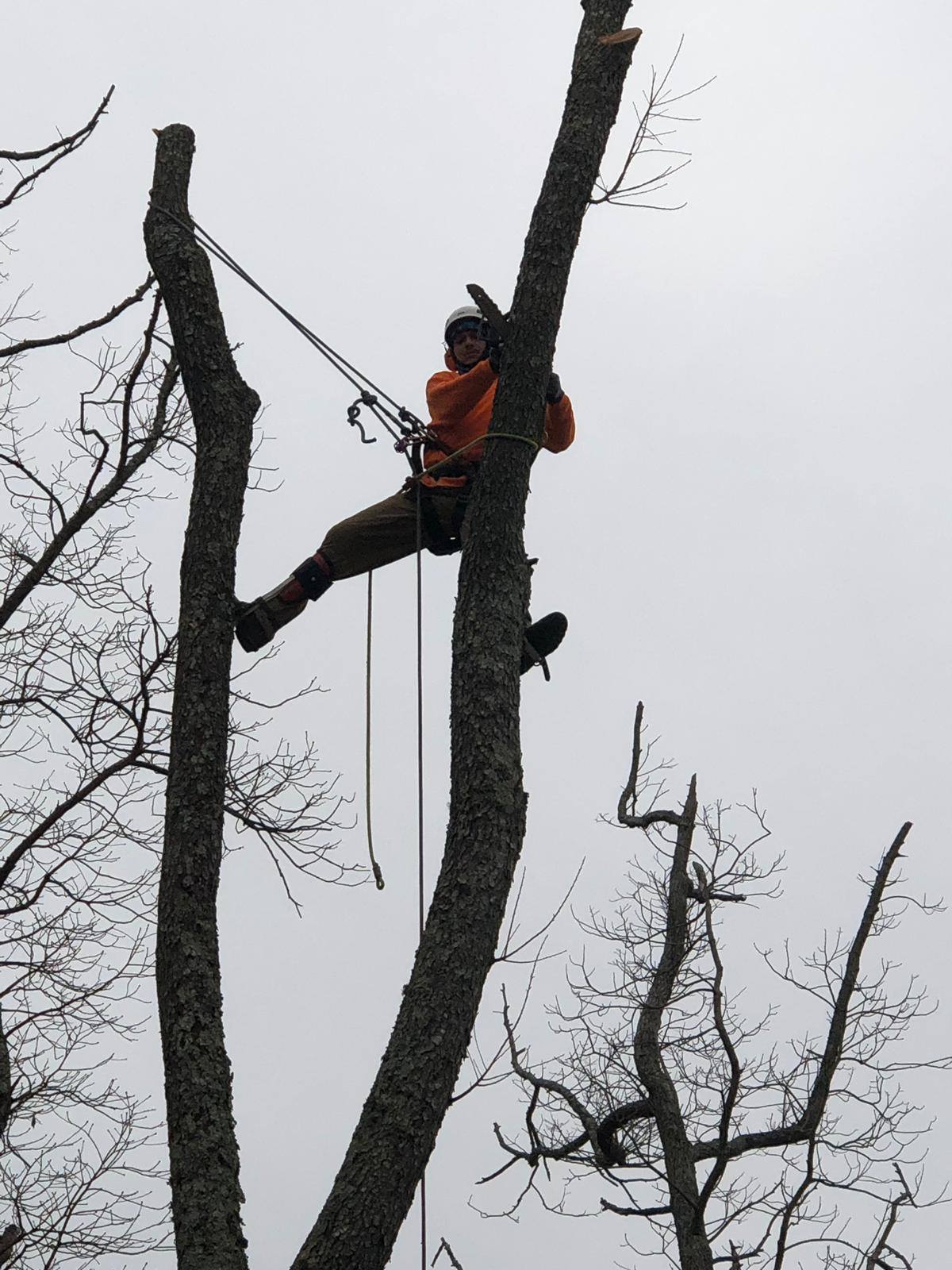 Hector's Tree Service