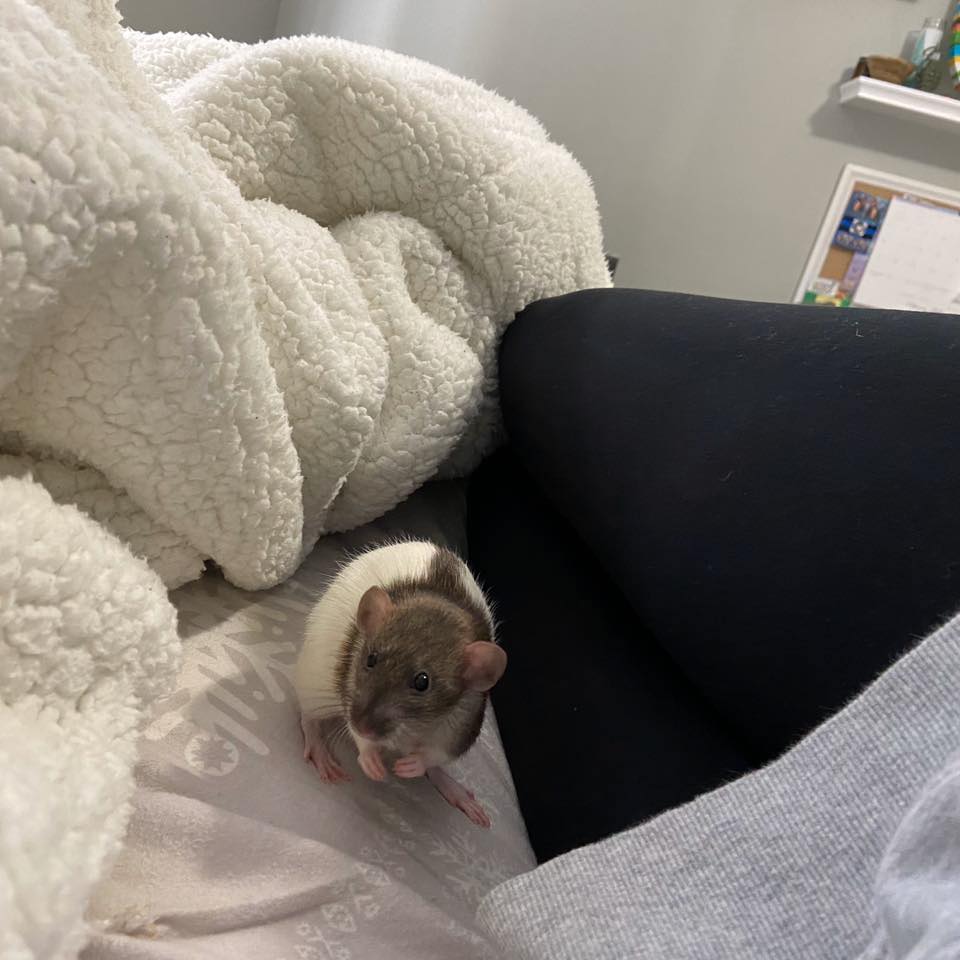 Rosie’s Rescue Rats