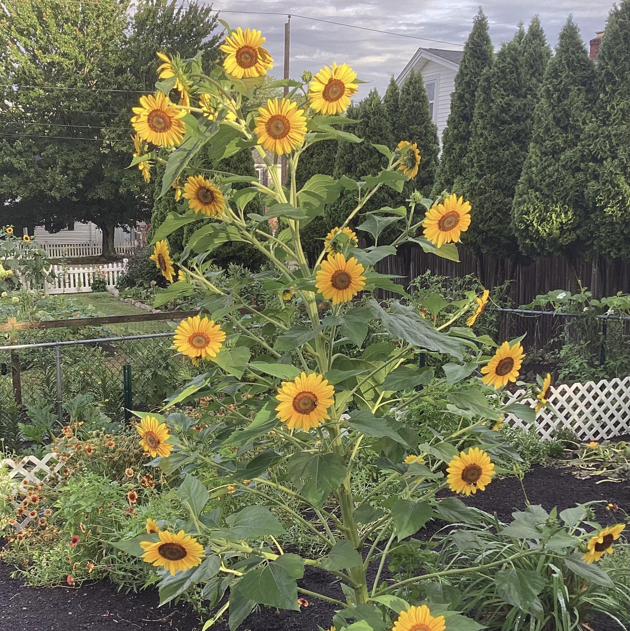 And the garden just keeps on... - Robert Ferri for Cranston | Facebook