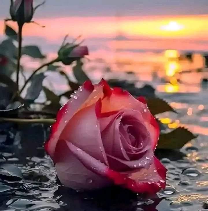 ️ | Payel Mondal