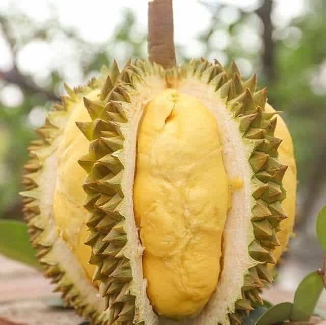 Adamaya