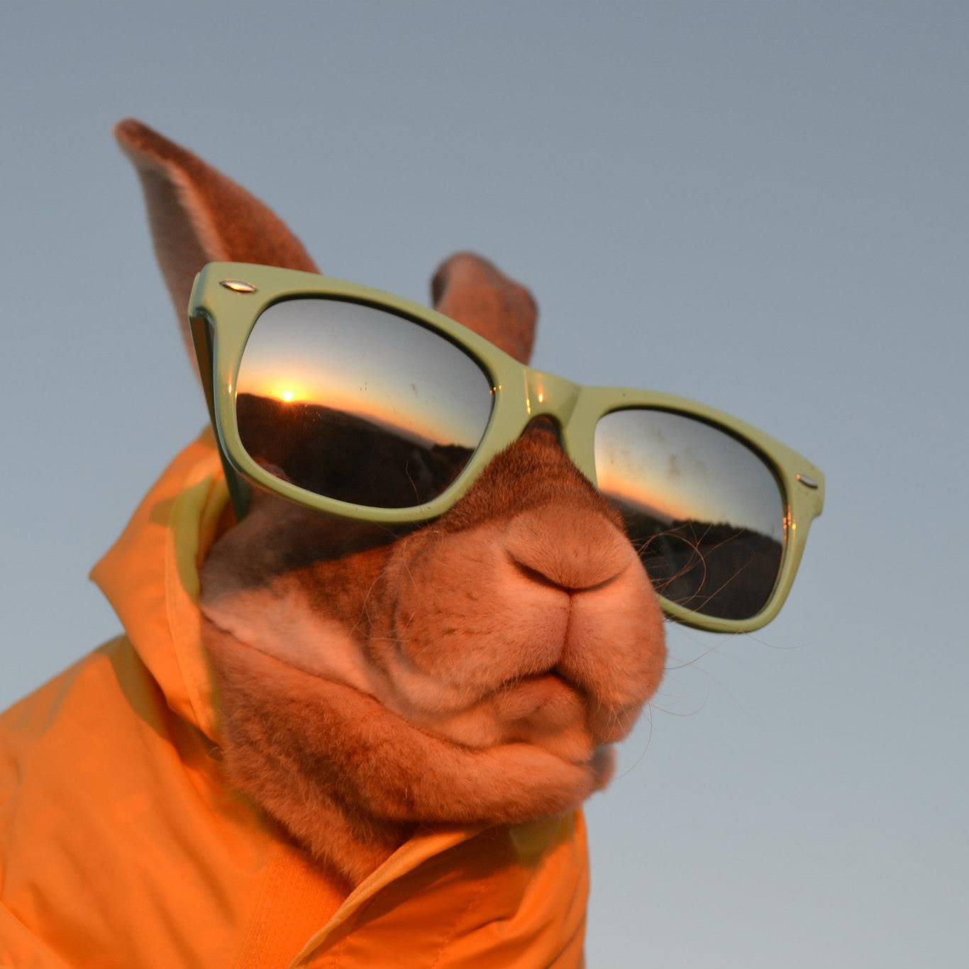 Adele: the agility rabbit
