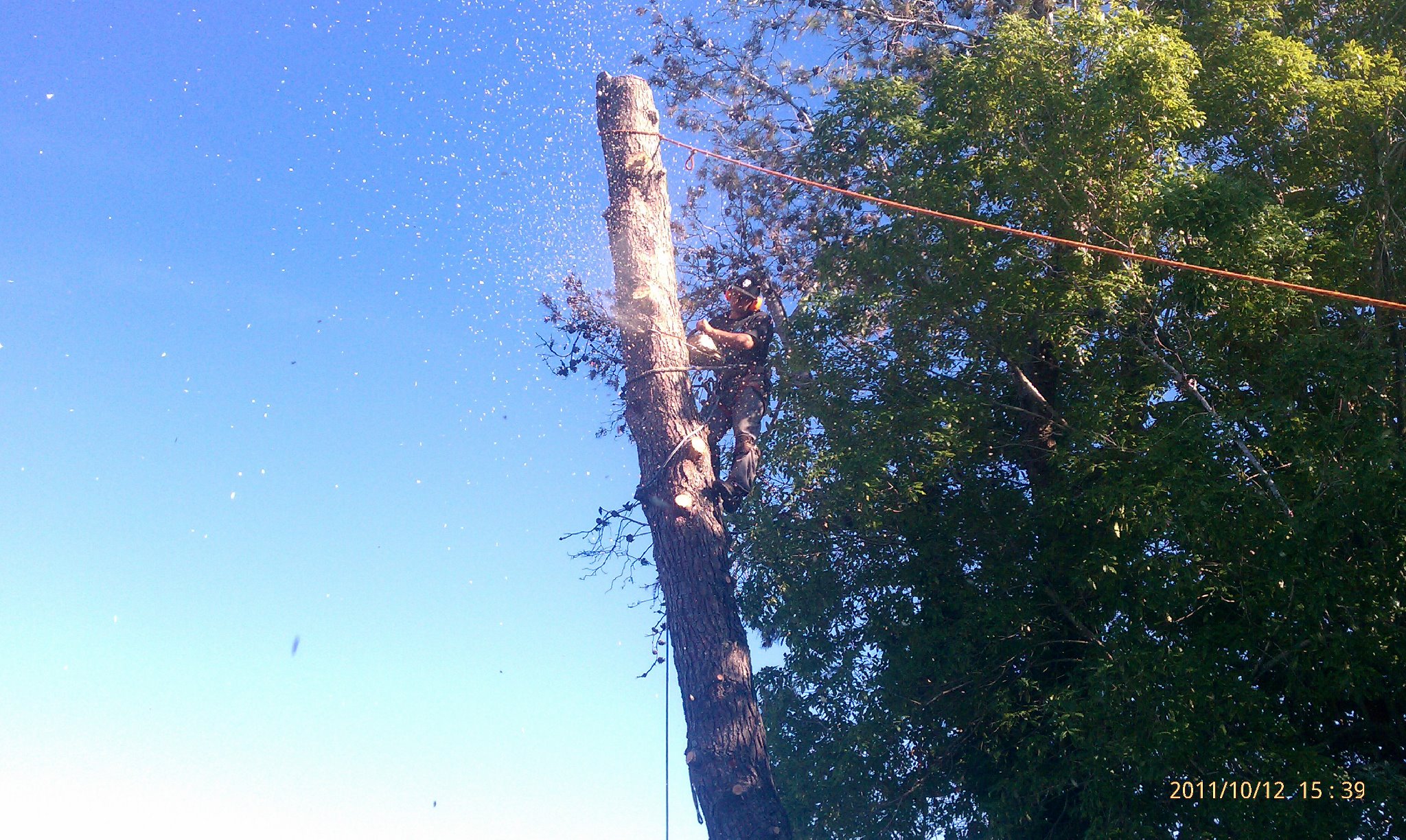 Alpine tree service