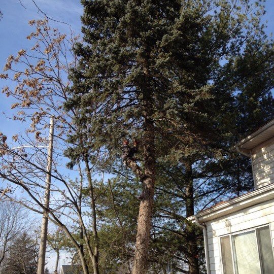 Tree Service Fort Wayne | Fort Wayne IN