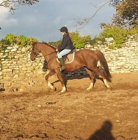 Codie James Riding service