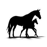 Willow Downs