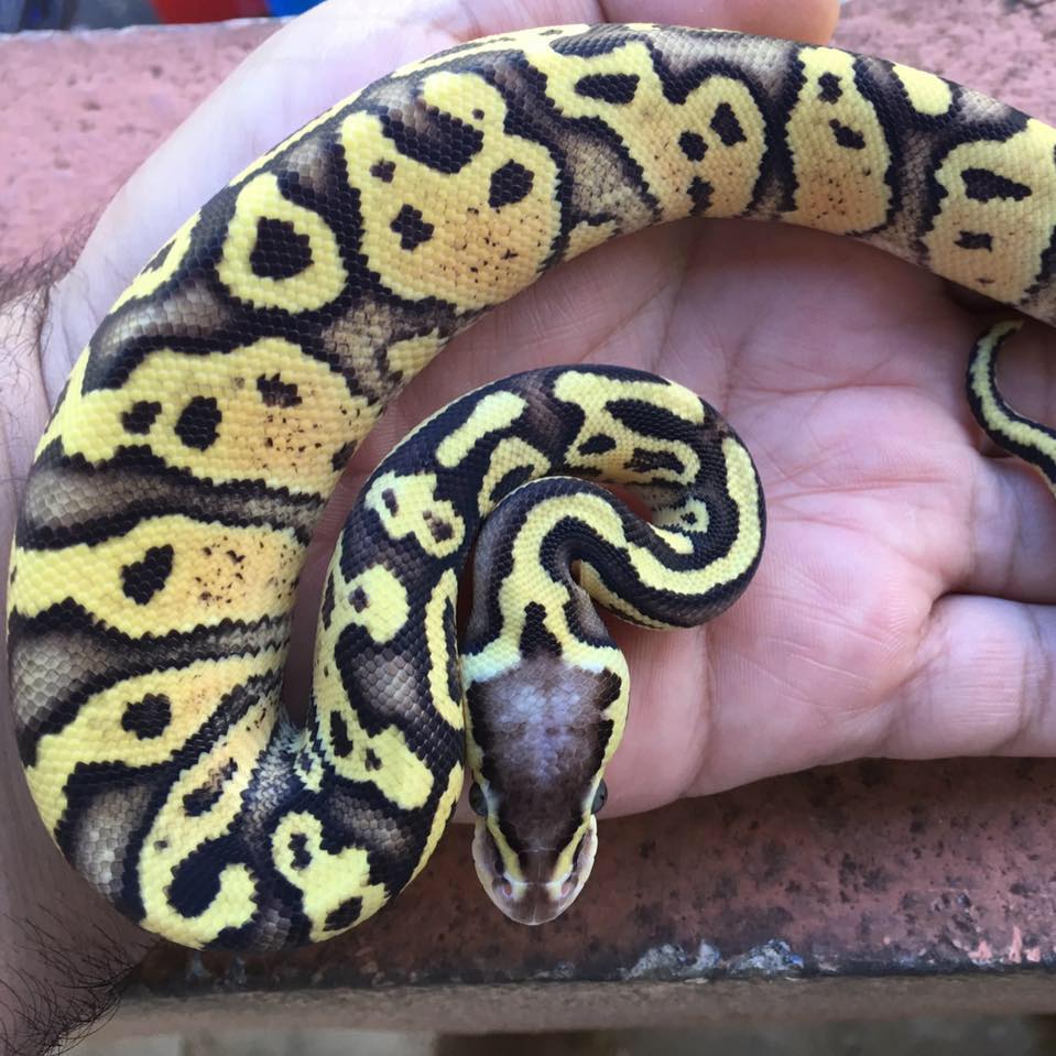 Fernández Python