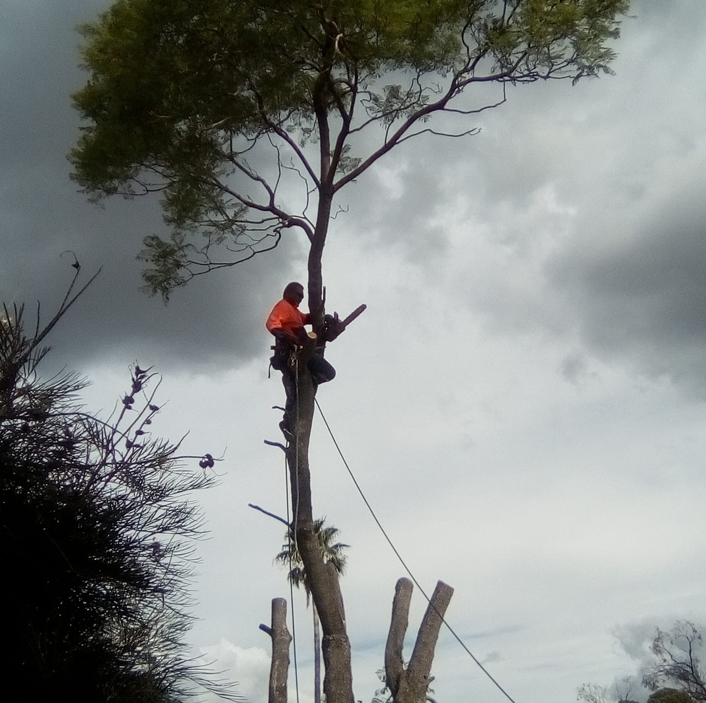 Liam's Tree Lopping Service | Mount Druitt NSW