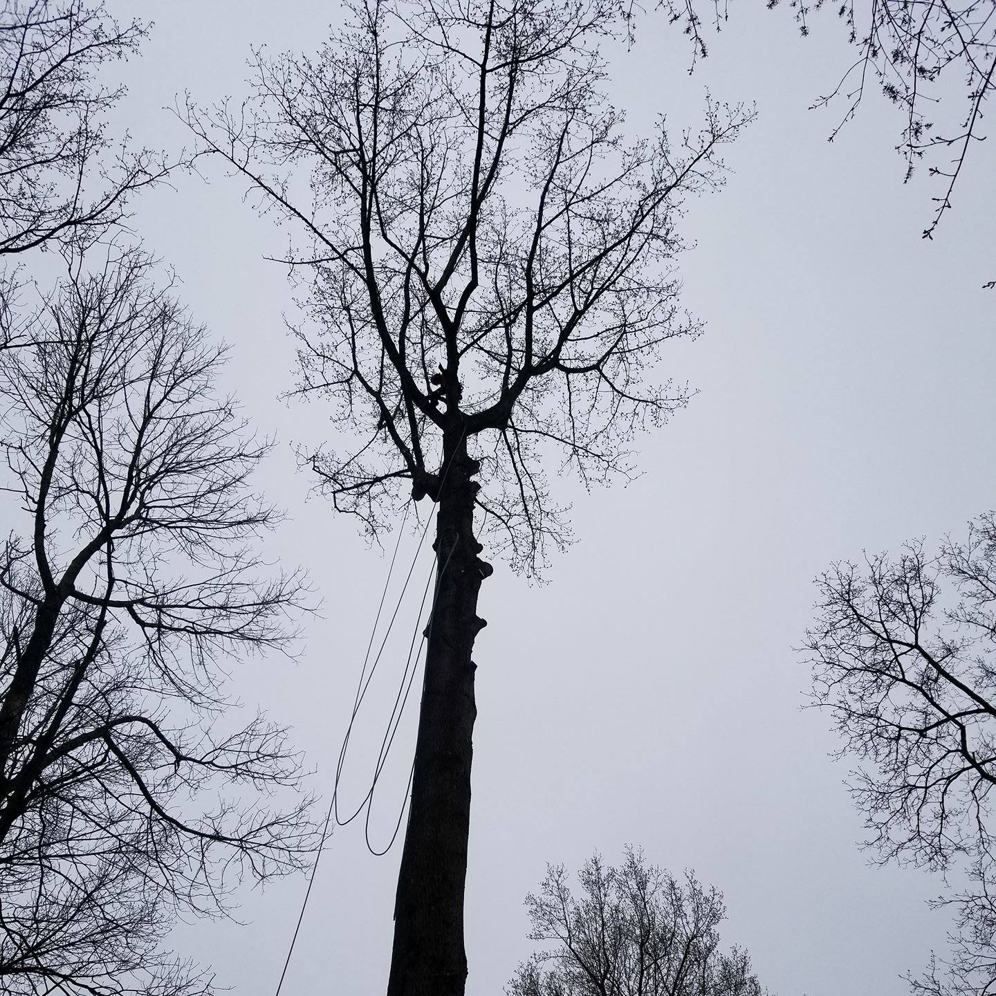 Patterson Tree Service Plus LLC