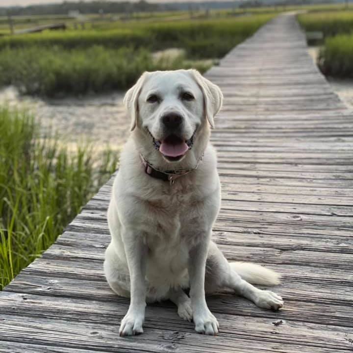English Labradores of Myakka City Florida | Myakka City FL