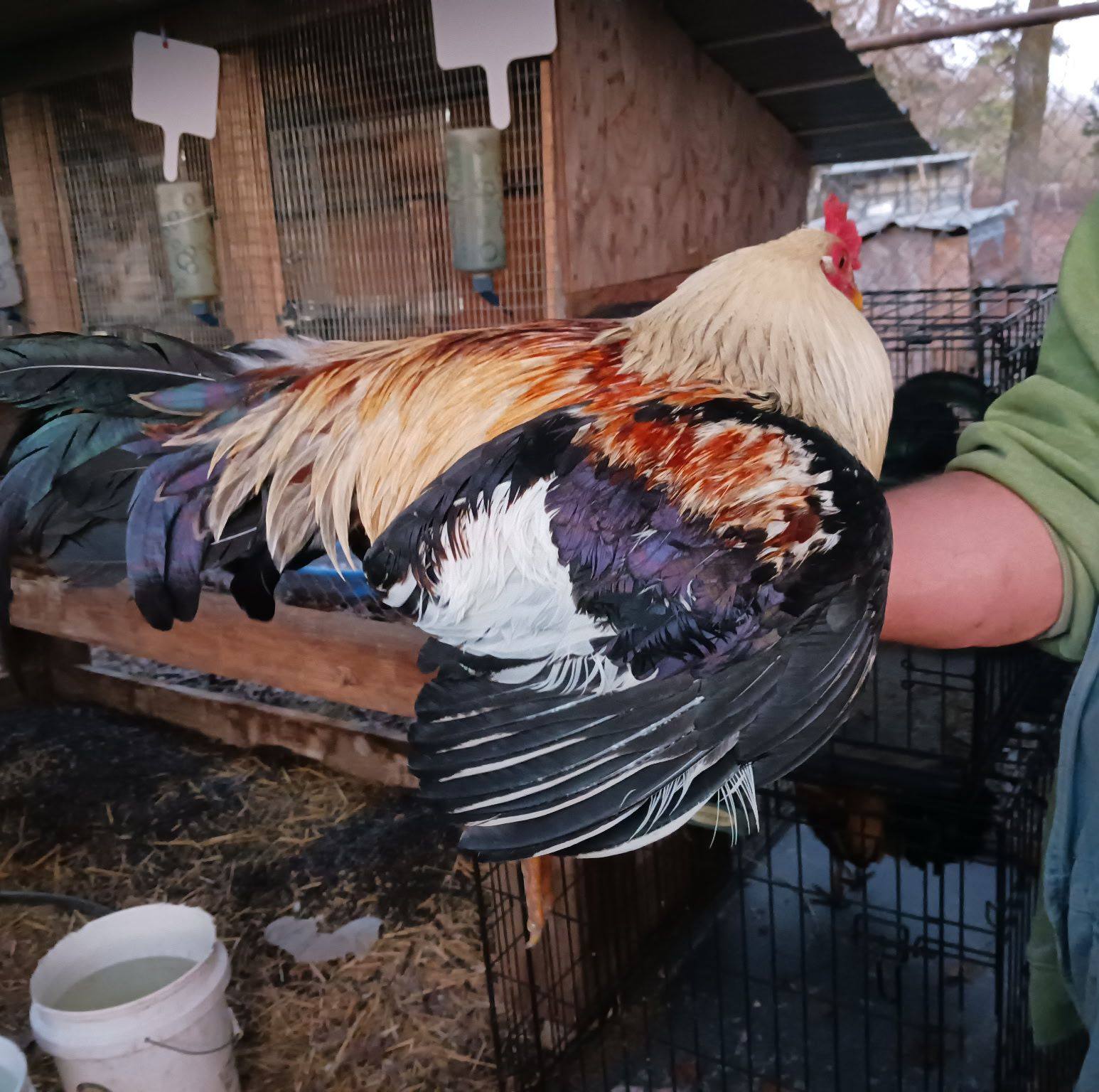 Looking for two does and a buck meat breeds | Facebook