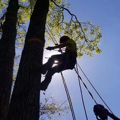 Veteran Tree Service