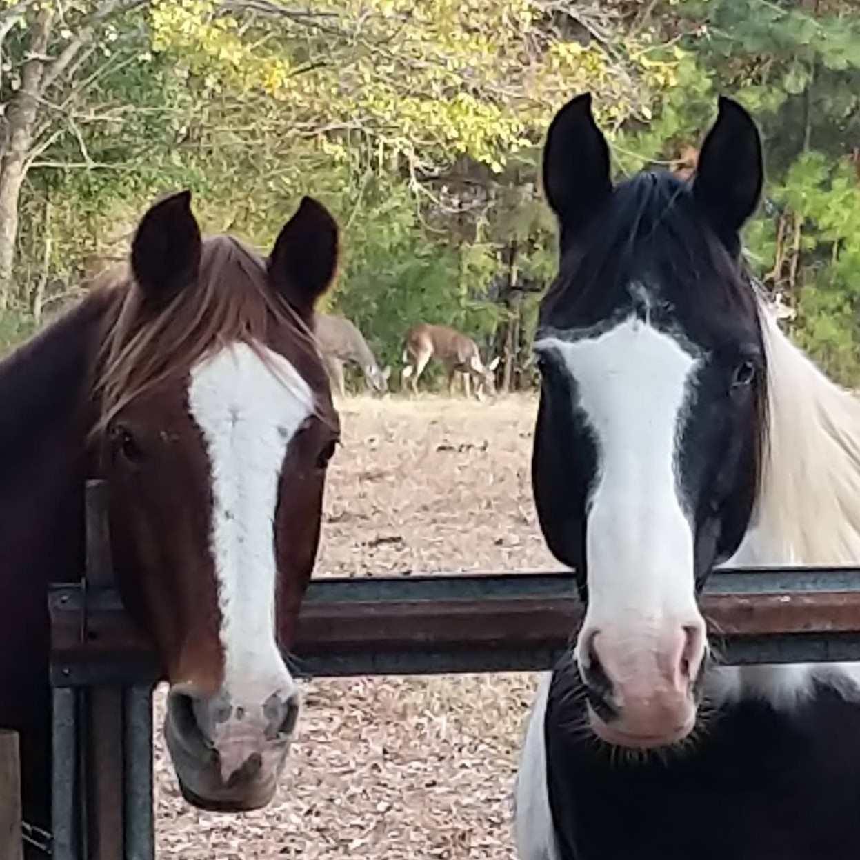 Triple D Ranch & Farm | Calera AL