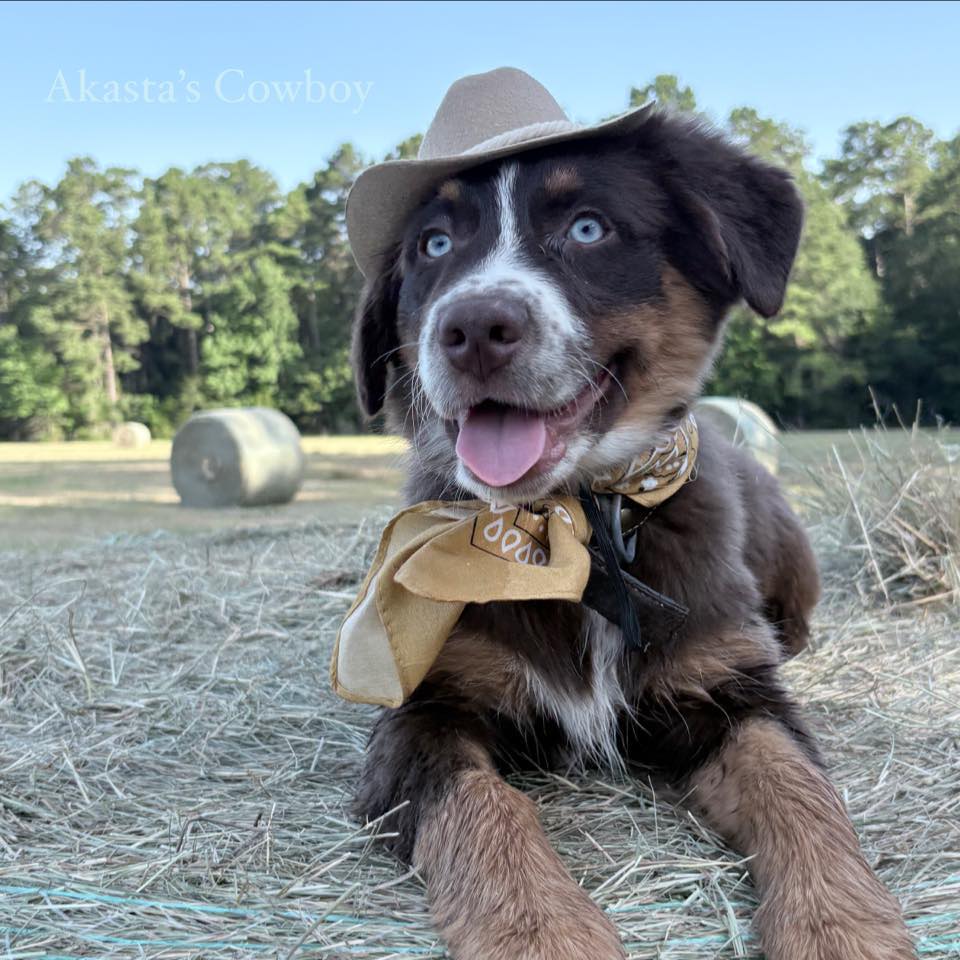 Akasta Aussies | Cleveland TX