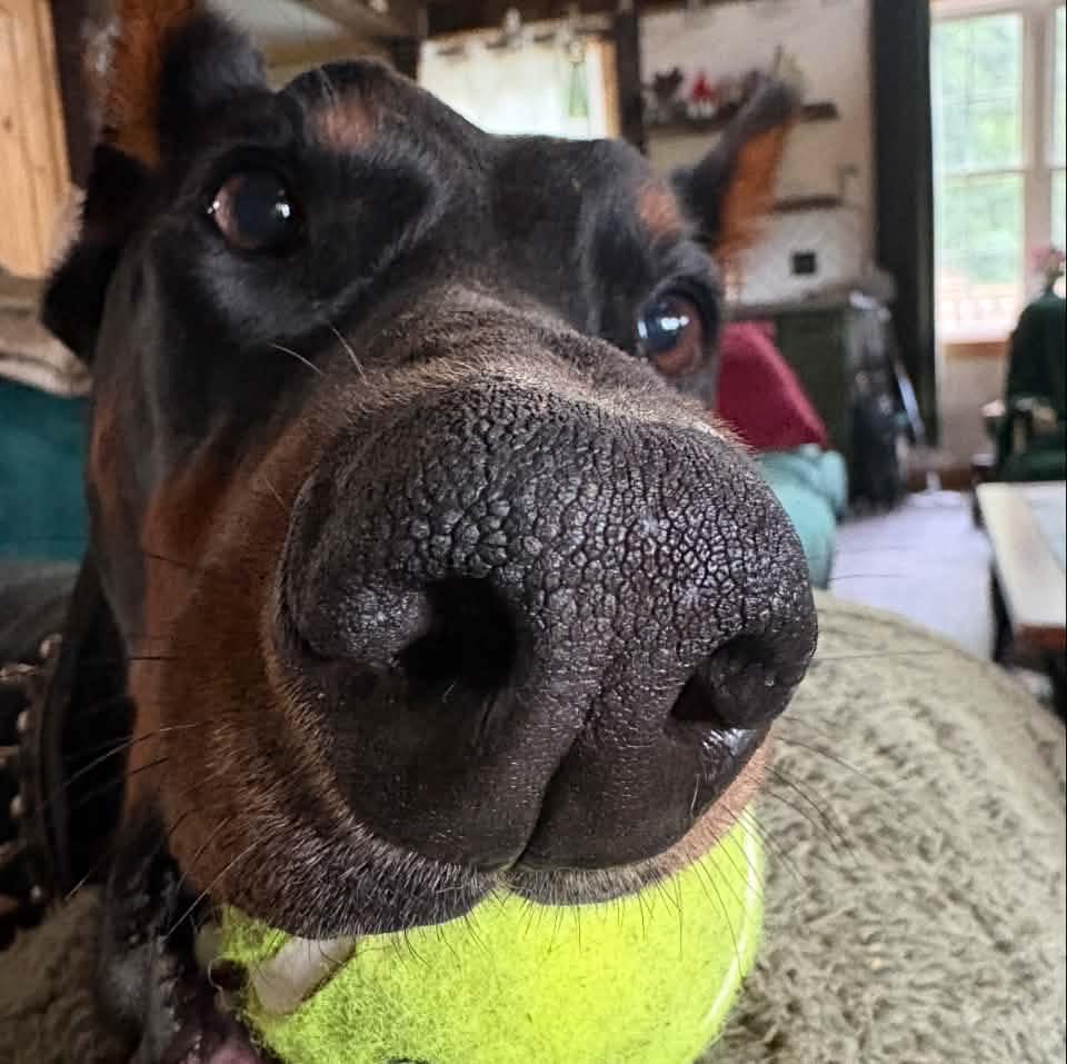The Canine Polarity | Schaumburg IL