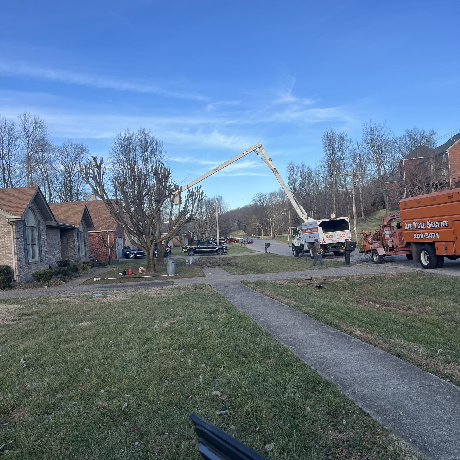 Ace Tree Service | Louisville KY