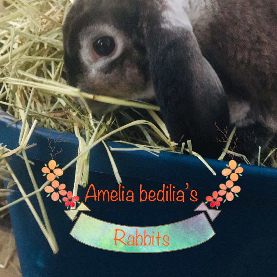 Amelia Bedilia’s Rabbits | Toledo OH