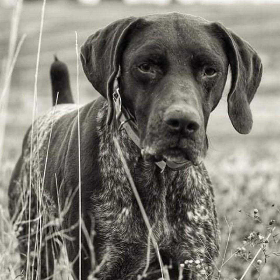 Skunk River Pointers | Sigourney IA