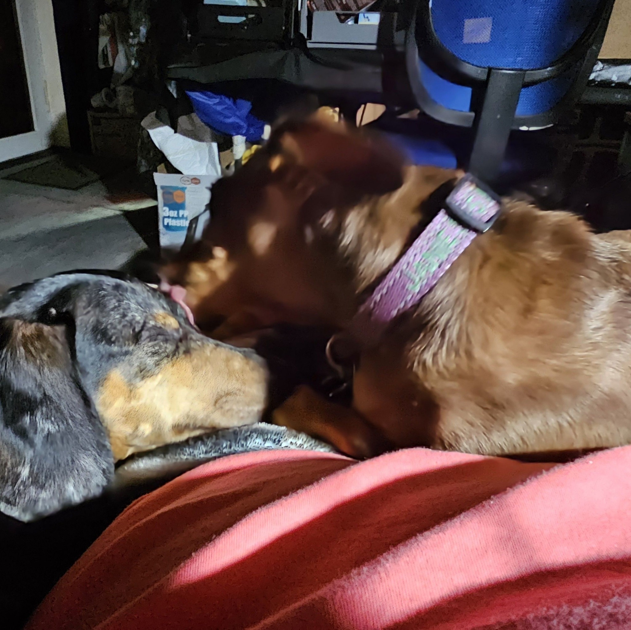 Dachshund - DRSF Welcomes Riker to the 2026 Calendar Contest!! 🩵 Riker ...