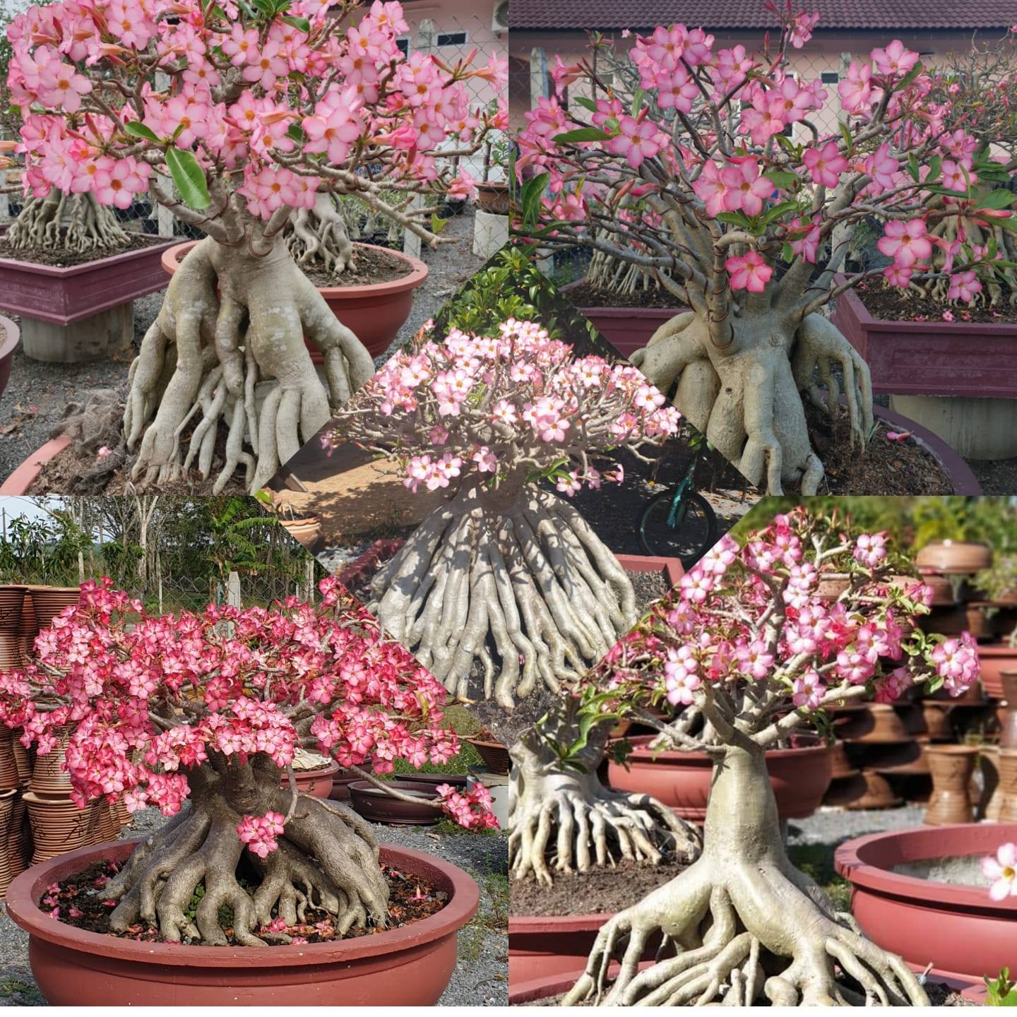 Anna Adenium Farm | Perlis
