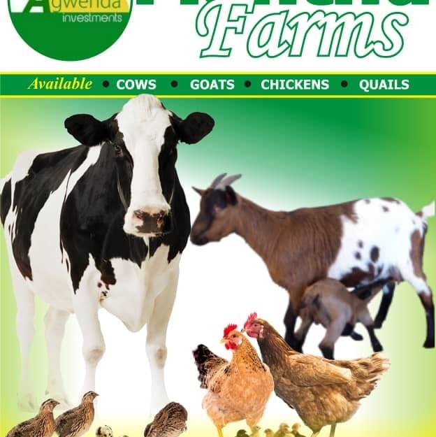 Manthu Farms