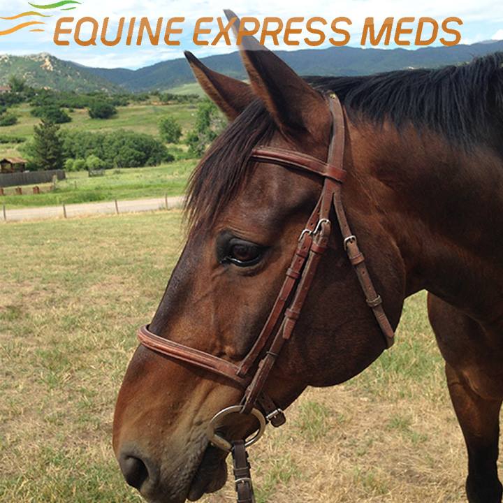 Equine Express Meds