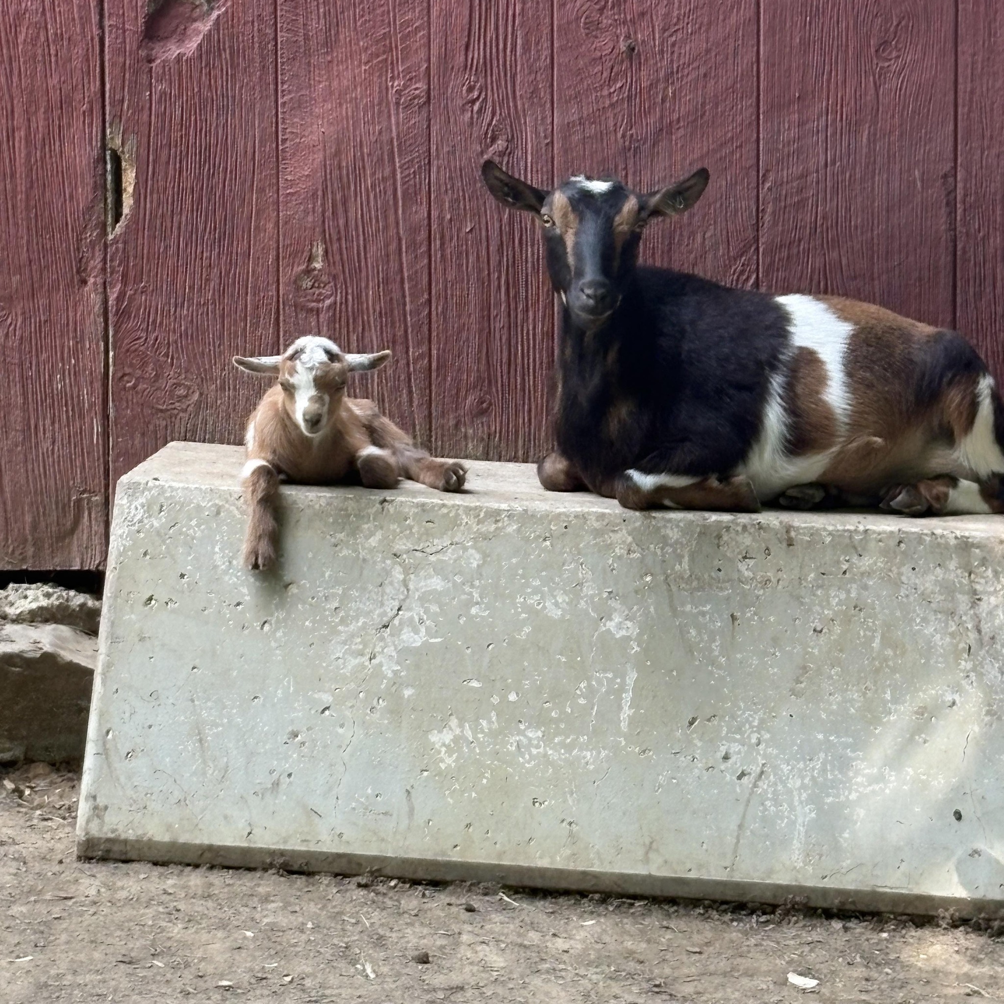 Shular's Grazing Acres | Winchester OH