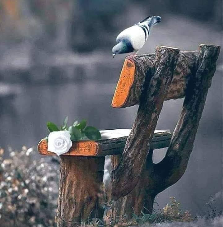 العر يق - الشر في العيون ليس في الاجسام تبدلت عيون الغزال... | Facebook